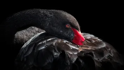 Чёрный лебедь: Их самцы образуют пары друг с другом, а самки настолько  часто изменяют, что каждый третий птенец у этих птиц «загульный» | Пикабу