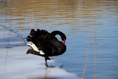 Птицы России: Лебедь Чёрный лебедь…» — создано в Шедевруме