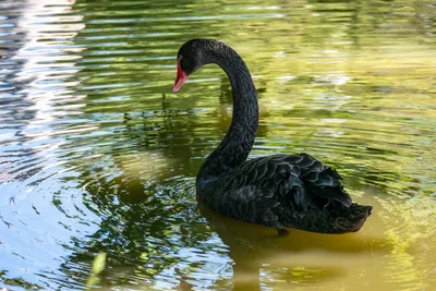 Черный лебедь cygnus atratus плавает в озере под дождем | Премиум Фото