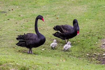 Бесплатное изображение: птица, перо, черный лебедь, дикая природа, озеро,  водоплавающих птиц, природа