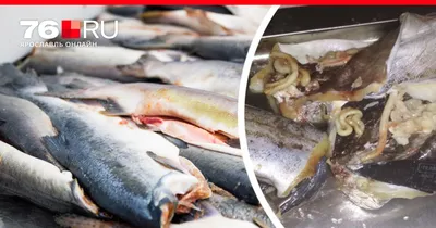 Жители Бердска рискуют заразиться описторхозом от красной рыбы и икры |  Свидетель