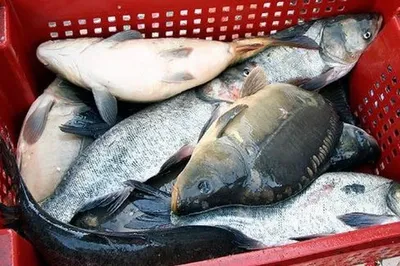 В Киеве пивной магазин продавал сушеную рыбу, из которой выпадали черви •  Портал АНТИКОР
