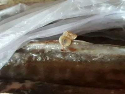 Икра пойманной пензенцем рыбы кишела личинками червей