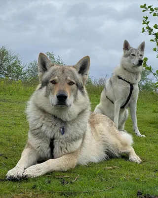 Фото Чешской волчьей собаки в хорошем качестве