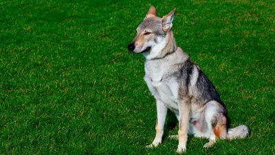 Собака-волк на фотографиях: Чешская волчья собака