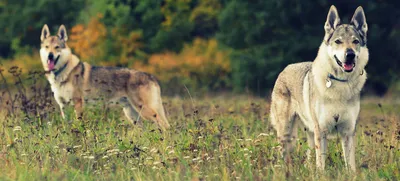Лучшие снимки Чешской волчьей собаки