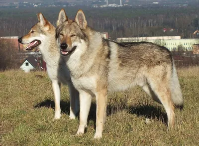 Впечатляющие фото Чешской волчьей собаки