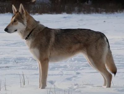 Фото Чешской волчьей собаки: идеальный выбор для обоев