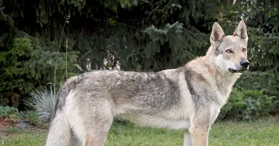 Великолепные снимки Чешской волчьей собаки