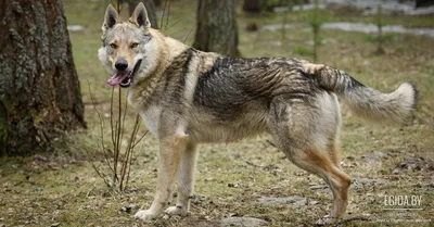 Снимки Чешской волчьей собаки: показывают всю ее красоту