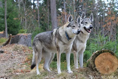Изображения Чешской волчьей собаки для скачивания