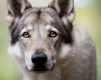 Фотографии Чешской волчьей собаки: легендарные моменты