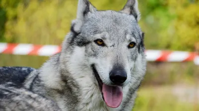 Картинки Чешской волчьей собаки в высоком качестве