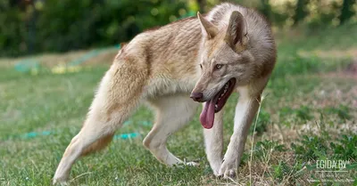 Чешская волчья собака: фото, искусно передающие ее характер