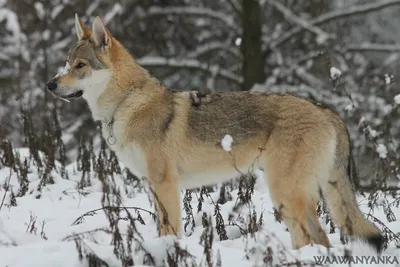 Изображения Чешской волчьей собаки: выберите свой размер