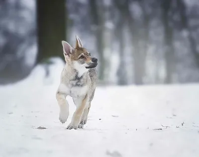 Чешская волчья собака: сны с глазами их владельца
