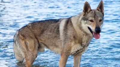 Очаровательные снимки Чешской волчьей собаки