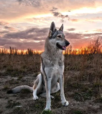 Чешская волчья собака: мощный и преданный компаньон