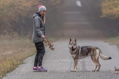 Уникальные снимки Чешской волчьей собаки в формате JPG