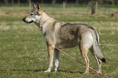 Фотографии Чешской волчьей собаки: потрясающая энергия