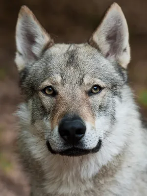 Идеальные изображения Чешской волчьей собаки