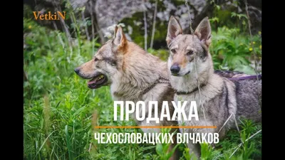 Фото Чешской волчьей собаки: скачивайте в WEBP формате