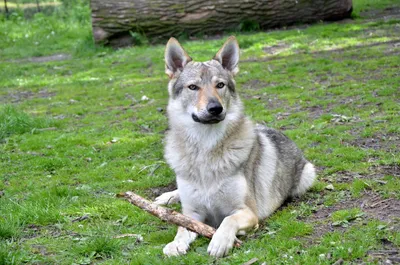 Лучшие снимки Чешской волчьей собаки в формате PNG