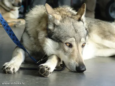 Чешская волчья собака: красота в каждом кадре