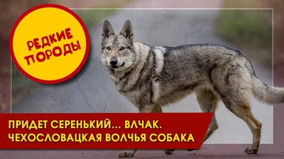Собака-волк на фотографиях: Чешская волчья собака в центре внимания