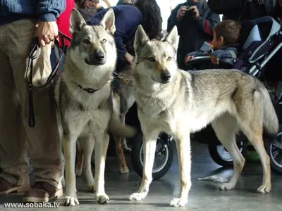 Изображения Чешской волчьей собаки для скачивания бесплатно