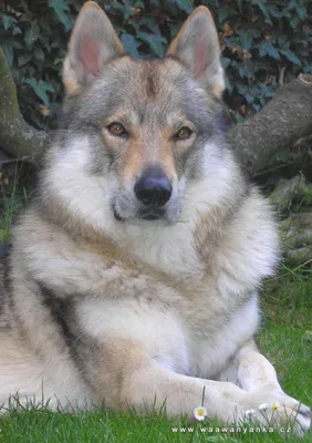 Чешская волчья собака: настоящая красавица