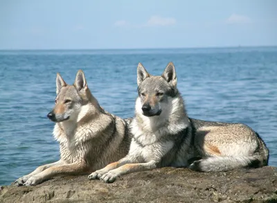 Уникальные снимки Чешской волчьей собаки