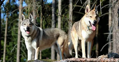 Чешская волчья собака в формате JPG: скачать бесплатно