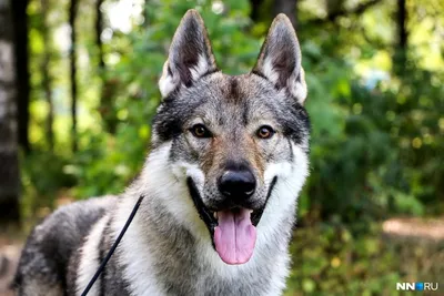 Изображения Чешской волчьей собаки в формате PNG