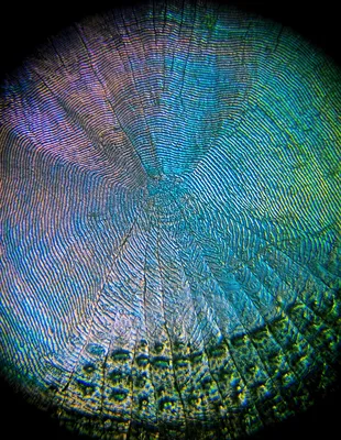 Mermaid Turquoise Blue Hologram Fish Scales on Black Spandex Fabric by the  yard | eBay