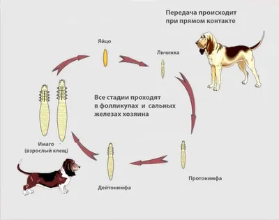 Фото с чешуйчатым демодекозом у собак в разных размерах