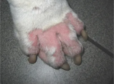 Удивительные изображения чешуйчатого демодекоза у собак