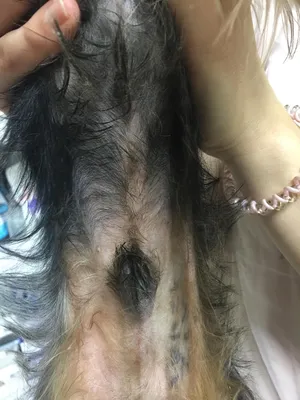 Уникальные фото чешуйчатого демодекоза у собак