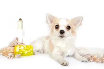 Картинки с чешуйчатым демодекозом у собак: лучший выбор