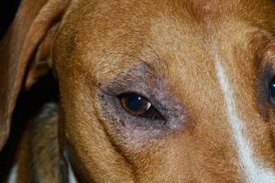 Фотографии с чешуйчатым демодекозом у собак в разных размерах
