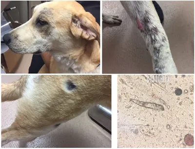 Фотографии с чешуйчатым демодекозом у собак в формате webp