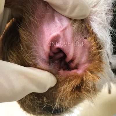 Уникальные фото чешуйчатого демодекоза у собак