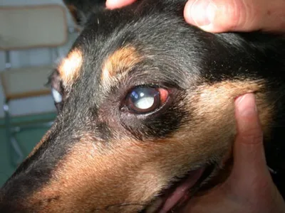 Удивительные изображения чешуйчатого демодекоза у собак