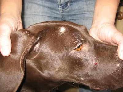 Фото с демодекозом у собак: бесплатно скачать в png