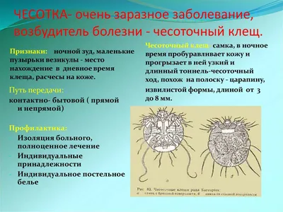 Обработка от чесоточного клеща, цена в Санкт-Петербурге