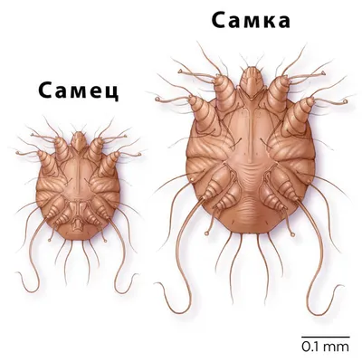 Чесоточный клещ: описание, среда обитания, размножение