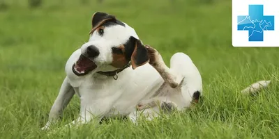 Собаки с Чесоточным клещом: красивые фото для использования в обоях