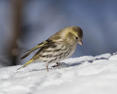 Siskins in spring forest. Singing and displaying bird | Film Studio Aves -  YouTube