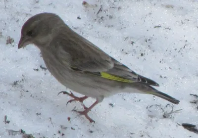 Охотник за семечками / Птица чиж (Carduelis spinus) Птичка чижик относится  к семейству вьюрковых отряда воробьиных Как все птицы этого отряда, она не  отличается большими размерами Длина ее тела обычно достигает 12