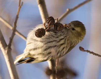 Чиж (Spinus spinus) — вид певчих …» — создано в Шедевруме